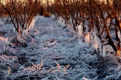 Estiman pérdidas de más del 60% en plantaciones