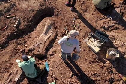 Estiman que los restos pertenecen al grupo de los saurópodos