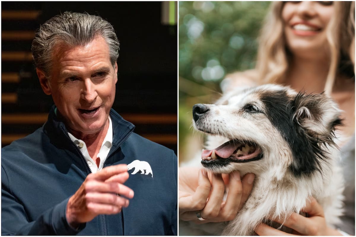 Esto establecen las medidas firmadas por Gavin Newsom que buscan mayor protección de las mascotas