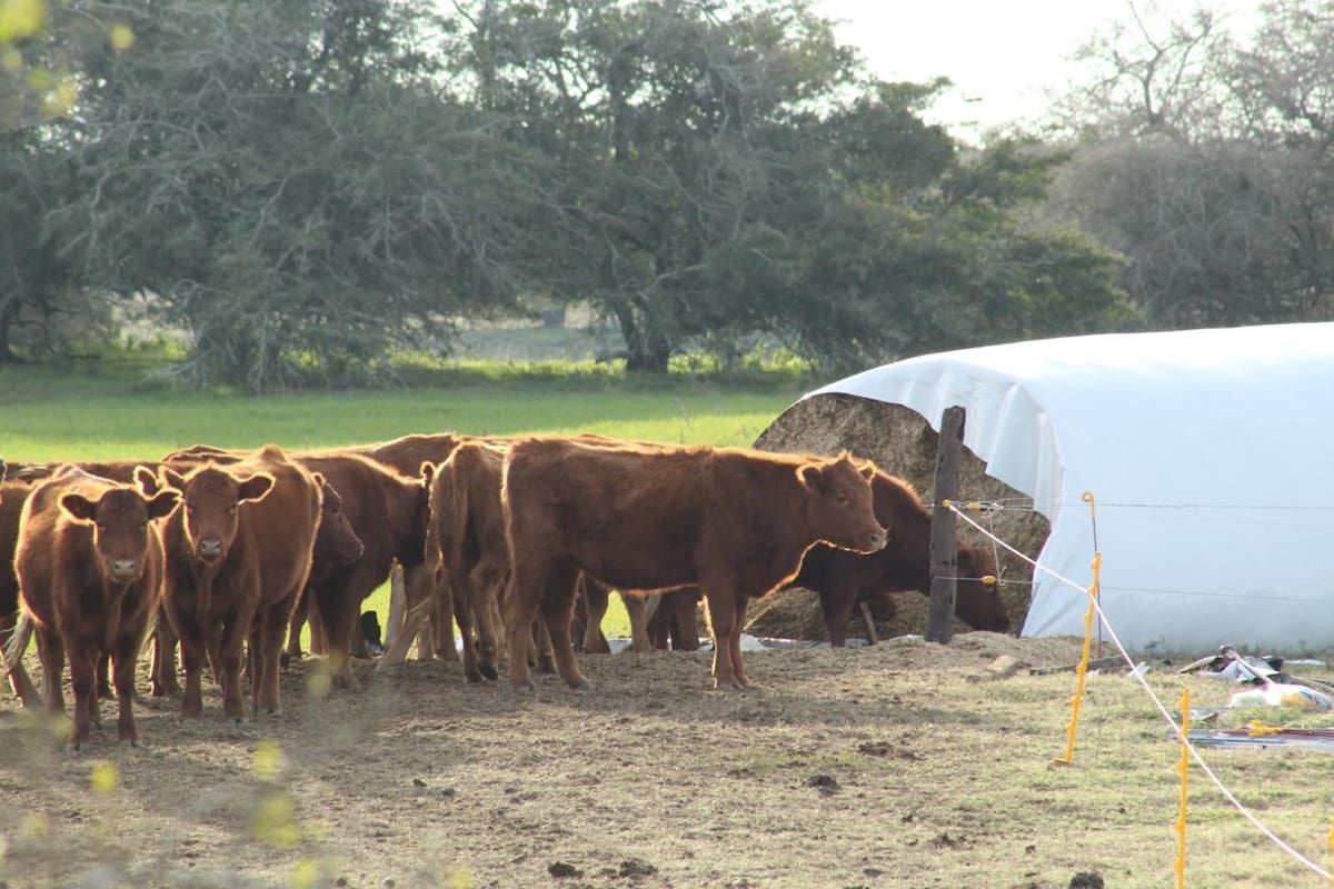 Esto ocurre, principalmente, cuando las dietas, tanto de bovinos para carne como para leche, tienen una alta proporción de granos de cereal (maíz, sorgo, cebada, avena, trigo, etc.) molidos o partidos y sin un buen acostumbramiento