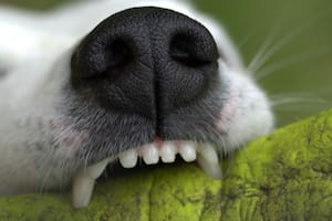 Estos animales cambian los dientes cuando son cachorros