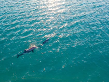 Estos animales cumplen un rol ecológico clave, ya que mantienen el equilibrio en los ecosistemas fluviales al regular las poblaciones de peces