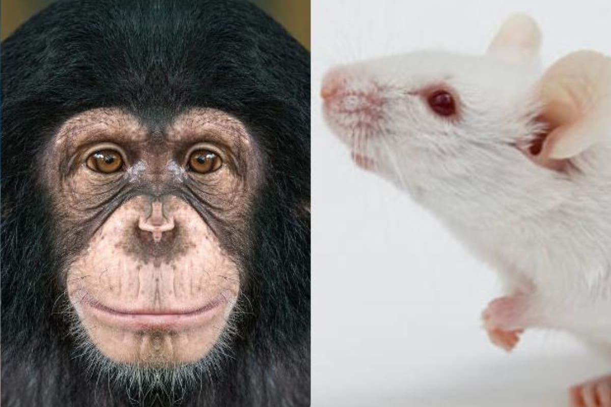 Estos animales desafiaron los límites de la naturaleza y se convirtieron en leyendas