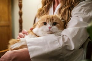 Estos animales pueden formar vínculos muy especiales con sus dueños