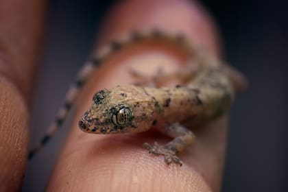 Estos animales se instalan cuando encuentran un lugar propicio para alimentarse y tener refugio (Foto: Freepik)
