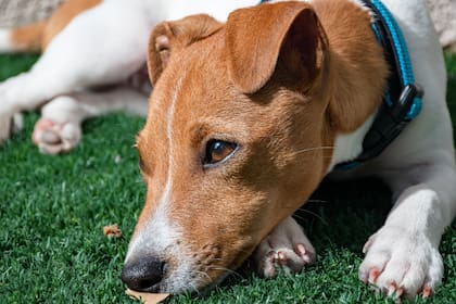 Estos animales son más sensibles a los movimientos que a reconocer detalles visuales