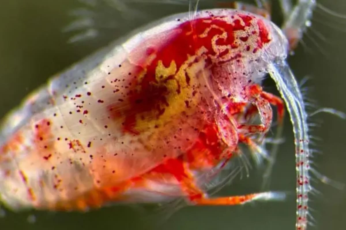 Estos animales suelen venderse como alimento para acuarios