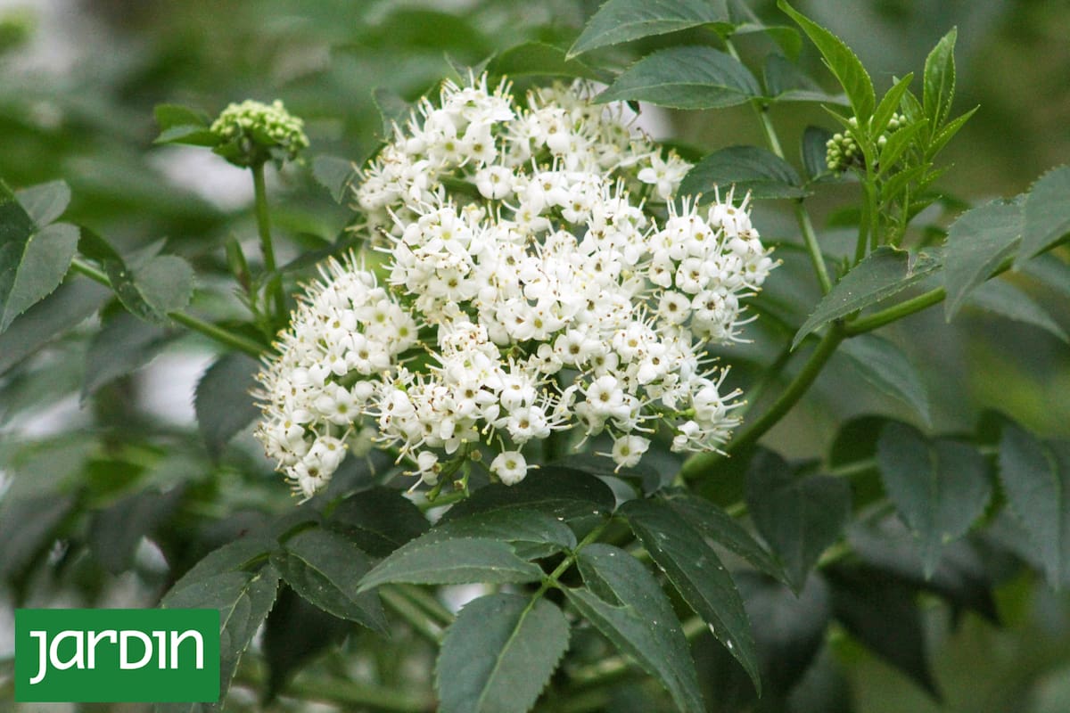 Estos árboles demuestran que el tamaño no define el impacto; lo define la inteligencia con la que se diseña