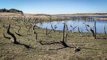 Estos árboles estuvieron bajo el agua desde que se inundó el embalse de Bodmin Moor