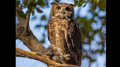 Estos búhos, son la especie más grande de Chile