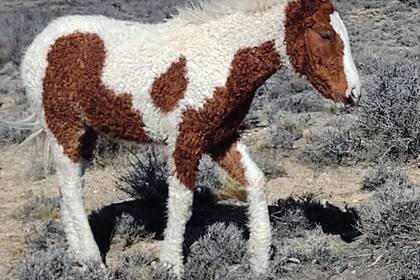 Están en la Patagonia: descubren en el país una raza casi extinta de caballos con rulos y buscan preservarla Están en la Patagonia: descubren en el país una raza casi extinta de caballos con rulos y buscan preservarla
