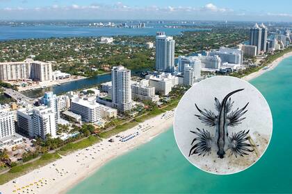 Estos Dragones Azules aparecieron en las costas de Florida