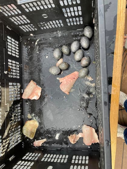 Estos fueron los rellenos que los pescadores utilizaron
