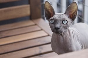 Estos gatos requieren cuidados especiales debido a su falta de pelaje