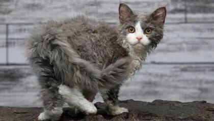 Estos gatos son amigables, atentos y les gusta vivir con personas, aunque necesitan su propio espacio de privacidad
