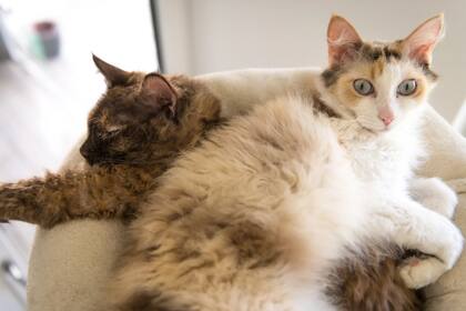 Estos gatos son muy sociales y disfrutan de la compañía humana