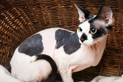 Estos gatos suelen ser aborrecidos por su falta de pelo