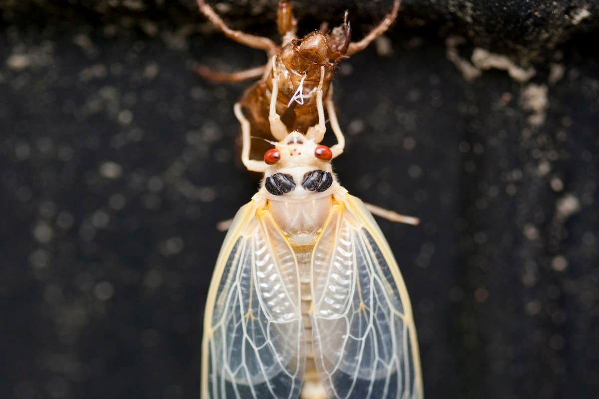 Estos insectos pasan 17 años bajo la tierra, luego llegan en enjambres de números y fuertes llamadas de apareamiento a los principales pueblos y ciudades.