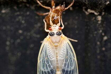 Estos insectos pasan 17 años bajo la tierra, luego llegan en enjambres de números y fuertes llamadas de apareamiento a los principales pueblos y ciudades.