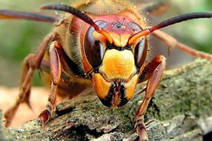 Estos insectos pueden medir hasta 6 centímetros. Fuente: Business Insider.
