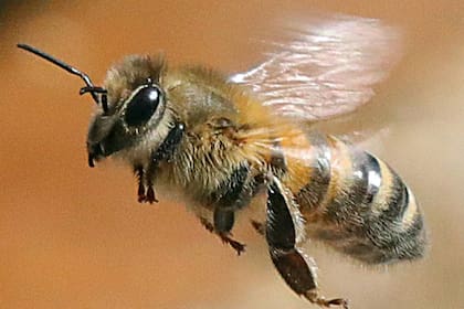 Estos insectos pueden producir con sus picaduras dificultades en el órgano de la vista, que van desde una irritación hasta la pérdida de la visión