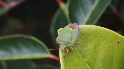 Estos insectos son inofensivos para la salud humana (Foto: Freepik)