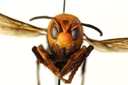 Estos insectos son nativos de climas templados y tropicales en el este de Asia