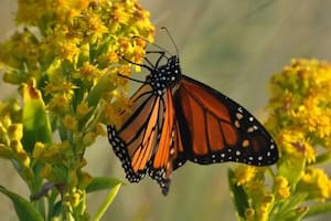 Este es el significado de que una mariposa entre en tu casa: conocé las causas y cómo protegerlas