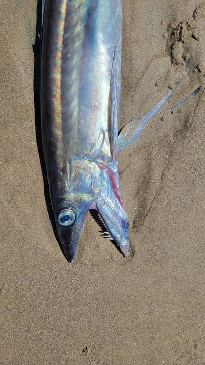 Estos peces habitan en aguas tropicales y subtropicales