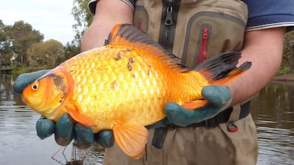 Estos peces se reproducen muy rápido