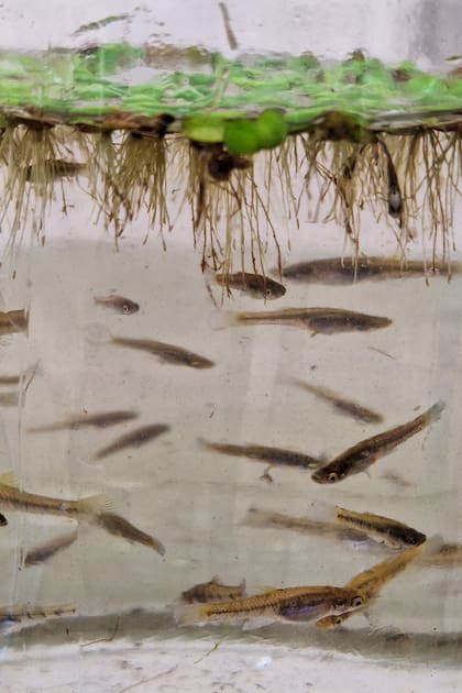 Estos peces son esenciales a la hora de controlar la llegada de los mosquitos al estanque.