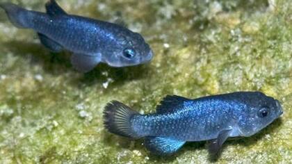 Estos peces viven en un área no mayor al salón de una casa