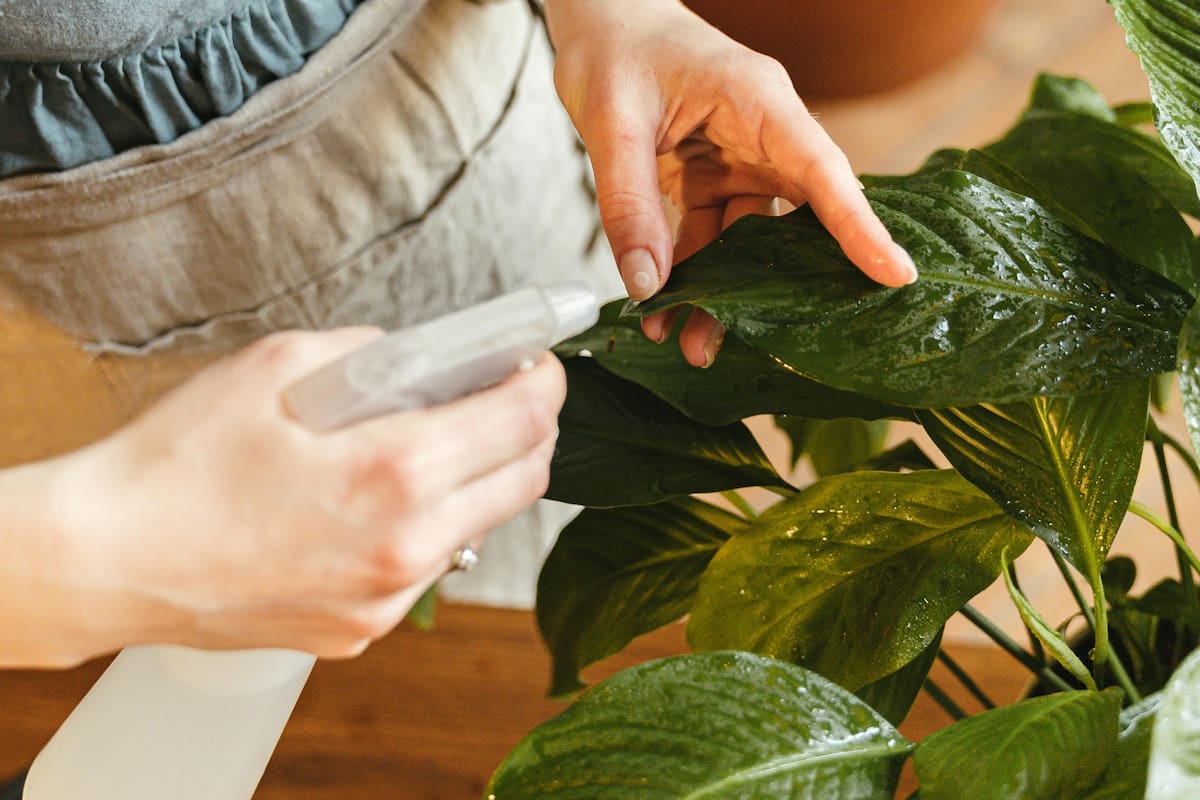 Estos pequeños invasores pueden causar estragos en nuestras plantas si no se controlan a tiempo
