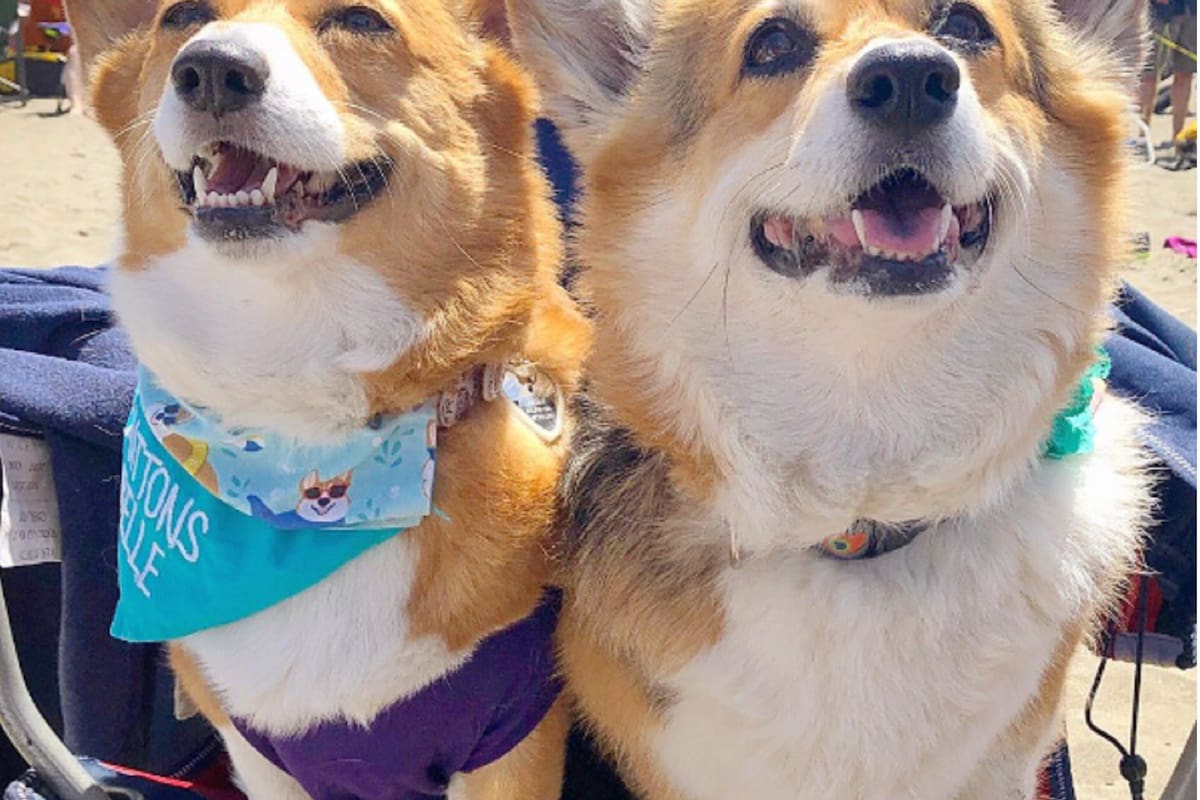 Estos perritos de patas cortas corrieron por la playa y tomaron sol durante toda la tarde.