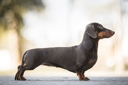 Estos perros tienden a tener obesidad