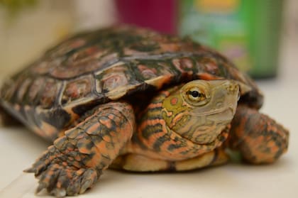 Estos reptiles están entre los más comunes para tener como mascotas