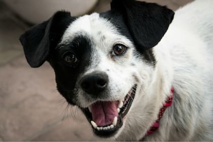 Estos son los 15 nombres inspirados en personajes históricos para que denomines a tu perro