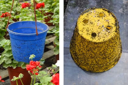 Estos son los colores que se utilizan para atrapar a estos insectos.