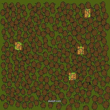 Estos son los cuatro kiwis ocultos entre las aves.