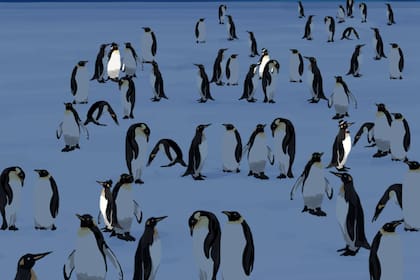 Estos son los cuatro pingüinos que llevan sombreros