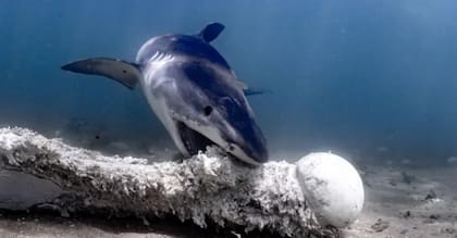 Estos tiburones consumen los restos de animales muertos, como este hueso de ballena, y otros deshechos