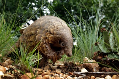 Estos tímidos osos hormigueros escamados son los mamíferos más traficados del mundo