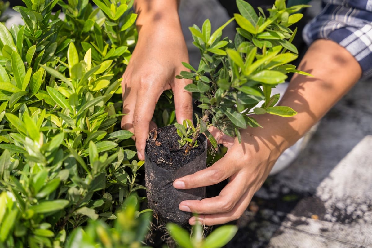 Estos trabajos son temporales y requieren de una visa especial