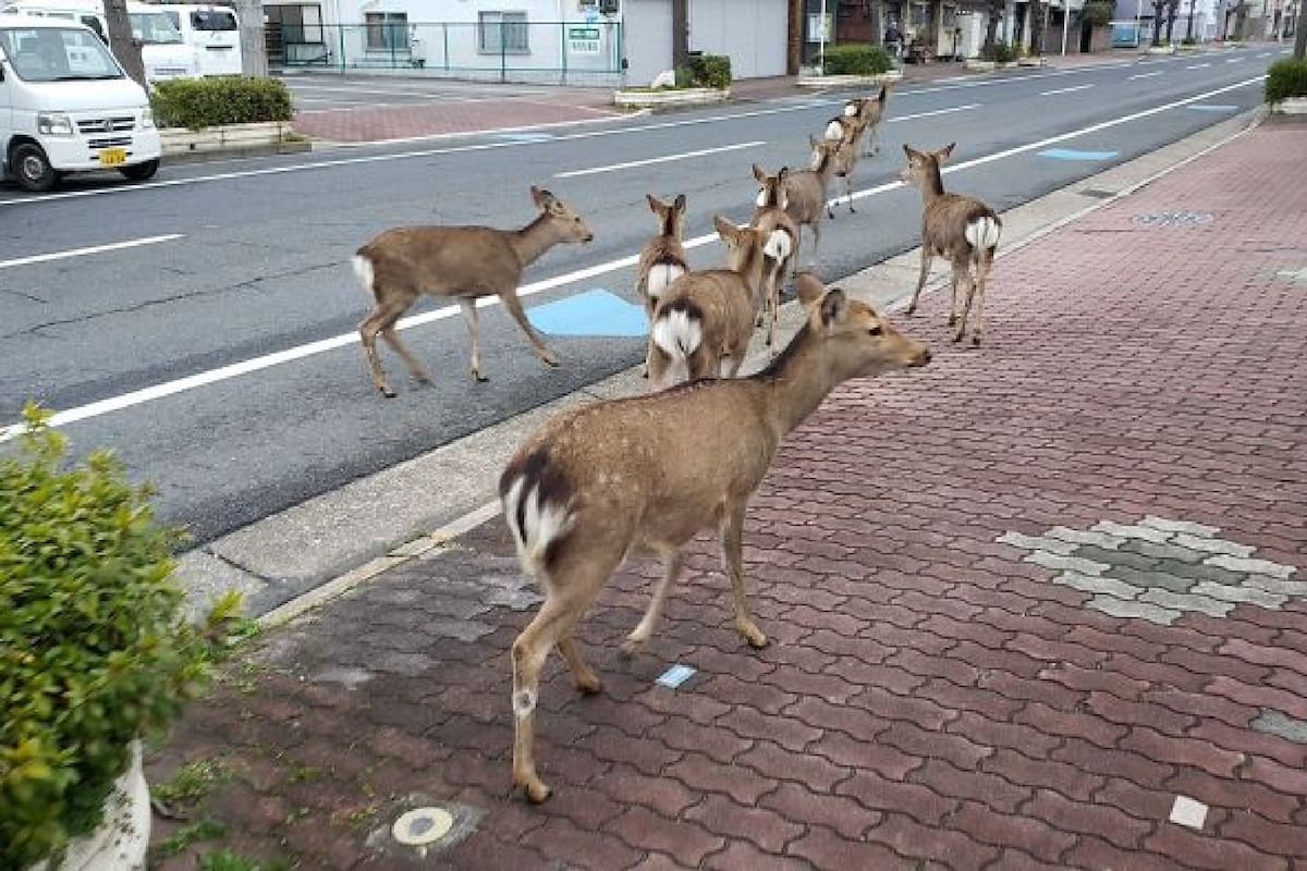 Estos venados aparecieron en las calles de Japón y sorprendieron así a todos sus habitantes.