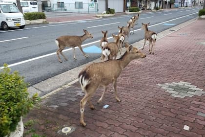 Estos venados aparecieron en las calles de Japón y sorprendieron así a todos sus habitantes.