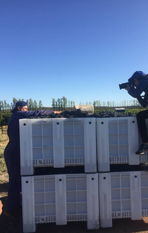 Estrella hace fotos durante la vendimia en San Patricio del Chañar, Neuquén.