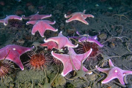 Estrellas rosadas y erizos en el fondo del mar