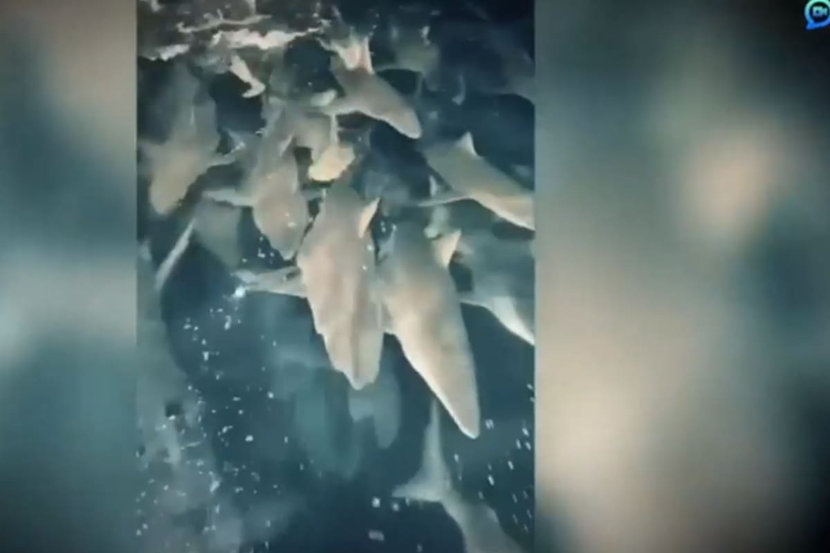 Estremecedor video: un pescador fue perseguido por 200 tiburones hambrientos