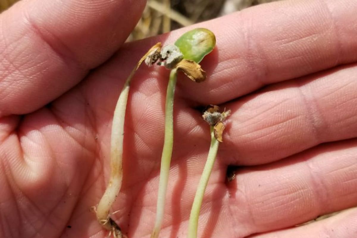 Estrés hídrico en un cultivo en el partido de Alberti, Buenos Aires