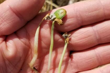 Estrés hídrico en un cultivo en el partido de Alberti, Buenos Aires